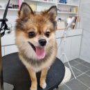 리틀댕댕 이미지