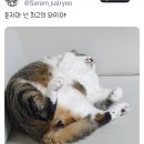 푸돼지