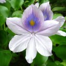 안진초등학교 이미지