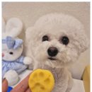 부산애견호텔 강아지 유치원 맘바이 서면본점 이미지