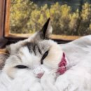 무마취 고양이 미용실 반할고양 | 고양이 미용 성격별유형 ~ 대전고양이 미용실 페르시안캣