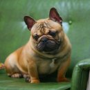 ZANYCAMP(재니캠프) 이미지