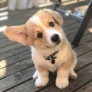 풍산지구_어린이8호 | 하남풍산역-하남시청역 / 하남 5호선 불편한 이유, 하남 단독주택단지 도보 임장