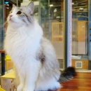 고양이카페38.5 이미지