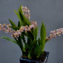 환타지아 이미지