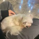던킨대전 네이버블로그
