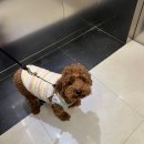 24시애견미용 | 배곧 24시 애견 가정 돌봄 호텔 반려견 미용 강아지 놀이방까지 한번에 :: 르블랑펫살롱 (전체 미용 후기)