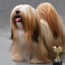 황제라사 이미지