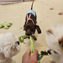 멍린이집 이미지