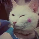 딱지애견샵 이미지