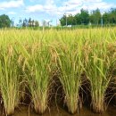 연구단지 KT_G(건너편) | 배경훈 장관, 사기전화(보이스피싱) 대응을 위해 인공지능(AI) 기술의 적극적 활용 강조... 농촌진흥청...