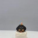 댕댕바게트 | 부산 강아지 케이크 추천｜동래 댕댕바게트 당일 주문 후기 🐶🎂
