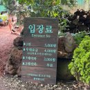 (주)구내매점 만개 | [제주 동쪽 가볼만한 곳]6월27일 방문 수국만개한 안돌오름 비밀의 숲 후기