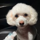 페로페라 동물병원 이미지