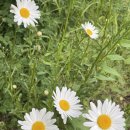 화랑오토캠핑장 이미지