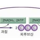 ★개인스터디★발효(발효란?)