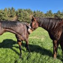 부경목장 이미지