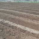 노래하는 하모니카 이미지