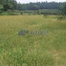 회수동-5 Daum카페