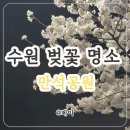 경기도 수원시 장안구 송정로21번길 | 만석거 | 수원 송죽동 벚꽃 명소 만석공원 개화현황, 새빛 축제 주말 후기