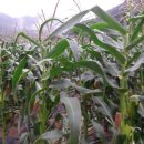 펜션이야기 이미지