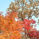 서울 드라이브코스, 당일치기여행 ♪ 곤지암화담숲
