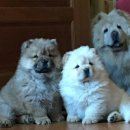 루비애견 이미지