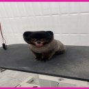 댕댕이 이쁘개 이미지