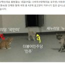 YTN, 한국일보, 뉴스1에 길고양이 겨울나기집과 국회 급식소 설치 기사가 나왔습니다. 이미지