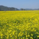 창녕 남지行 (유채꽃축제장) 이미지