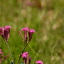 백장암 소장 범종 이미지