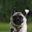 베스트 애견 이미지