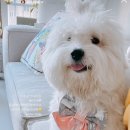 미니몽 이미지