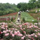 장미공원 이미지