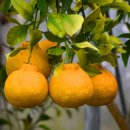 무궁화어린이공원 수 이미지