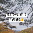 성수산 왕의숲 자연휴양림 이미지