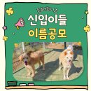 ⭐️이름공모⭐️구조된 두 아이, 함께 예쁜 이름 지어주세요🐶 이미지