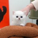 광주강아지분양 고양이분양 미유펫 본점 이미지