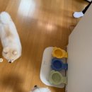 댕댕이의 품격 이미지