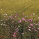 주남마을길 이미지