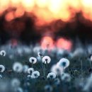 우연히봄 이미지