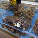 기장시장대게 | 부산 기장시장 대게 맛집 대게 하우스｜대게 수율 솔직 후기