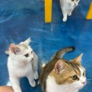 책카페 유 | 🐱 전주 신시가지 고양이카페 추천! 60마리 냥이들과 힐링하고 온 아이캣유 후기💛