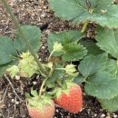 미희농장 이미지