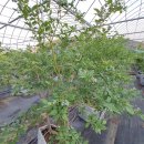 백일농장 이미지