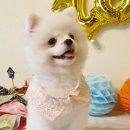 개토피아 | [익산애견카페]개토피아 꼬물이 도담이가 놀러왔어요
