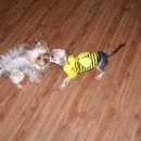 애견가족 이미지