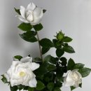 퍼스트이비인후과의원 이미지