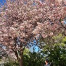 덴버(DENVER) | 사진 보다가 다시 가고 싶어진 곳｜미국 덴버 식물원(Denver Botanic Gardens) 방문 후기