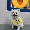 뽀숑그루밍 이미지